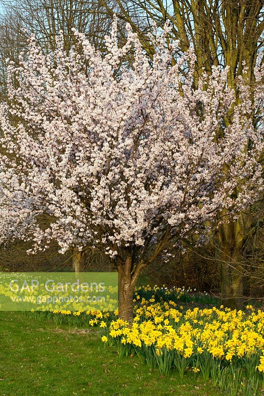 Prunus 'Pandora' planté de Narcisses 'Texas' au RHS Garden Wisley, Surrey