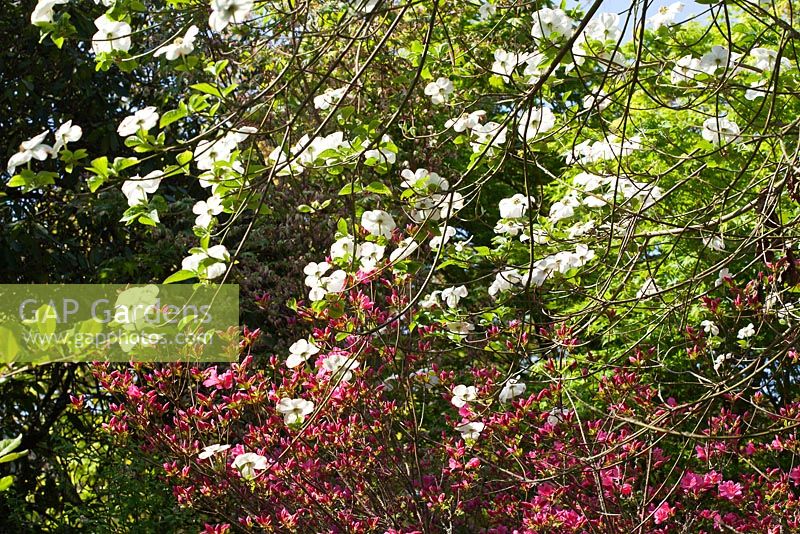 Rhododendron 'Sir William Lawrence' avec Cornus nuttallii 'Monarch'