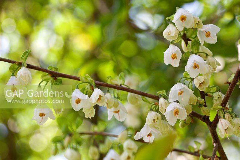 Halesia carolina fleurit au printemps