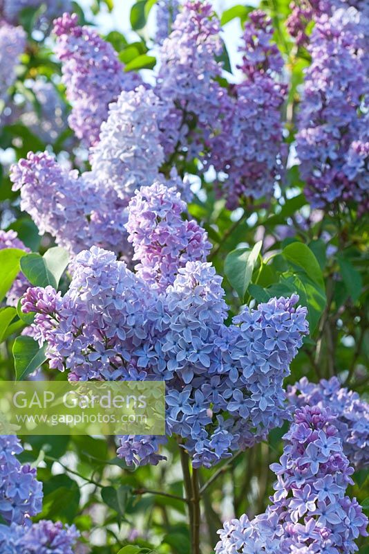 Syringa vulgaris 'Heavenly Blue' fleurit au printemps