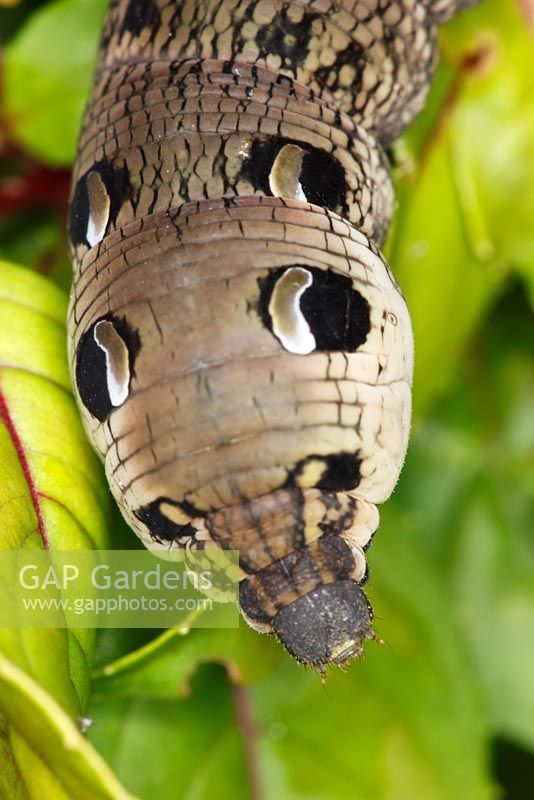 Deilephila elpenor - Chenille d'éléphant Hawk-moth sur Fuchsia 'Genii'