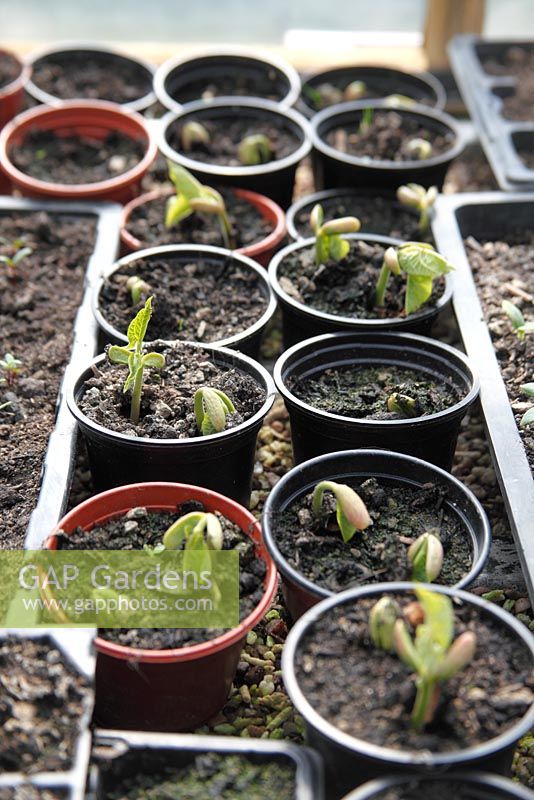Phaseolus vulgaris 'Saxa' - Graines de haricots verts germent en pots sur banc de propagation