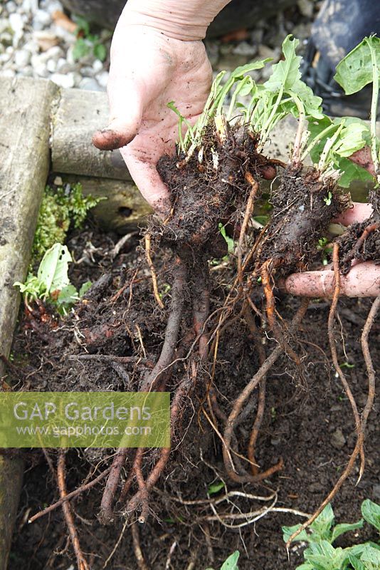 Armoracia rustiqueana - Raifort, récolte des racines matures