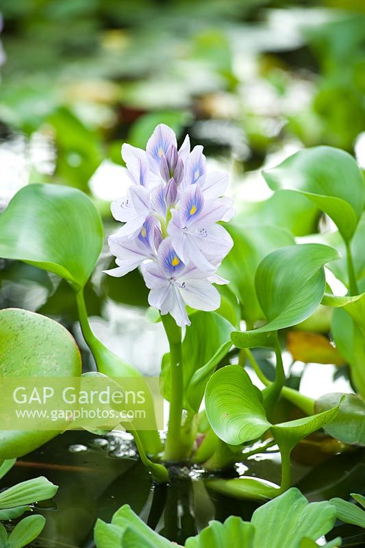 Eichhornia crassipes (jacinthe d'eau)