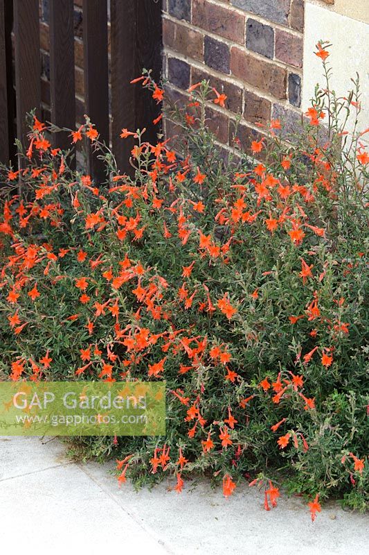 Zauschneria californica