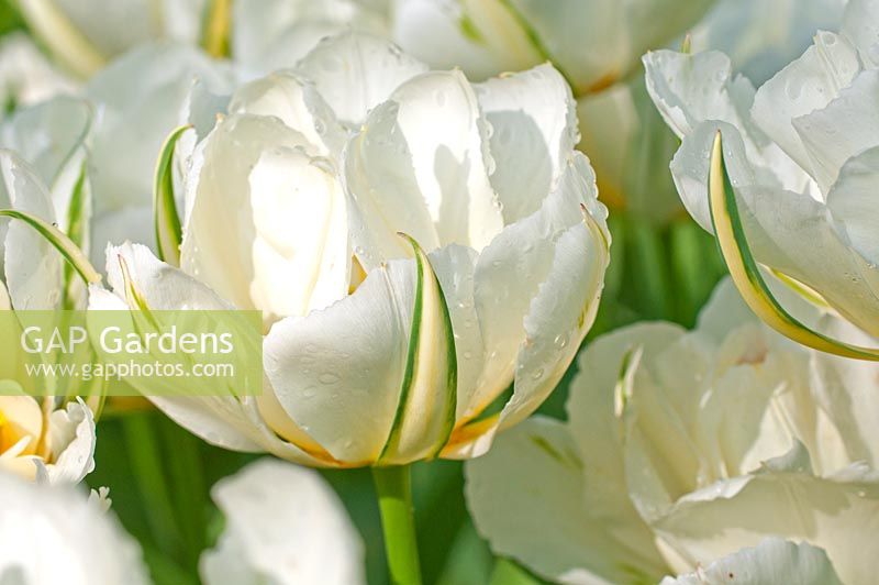 Tulipa favoriseriana 'Empereur exotique'