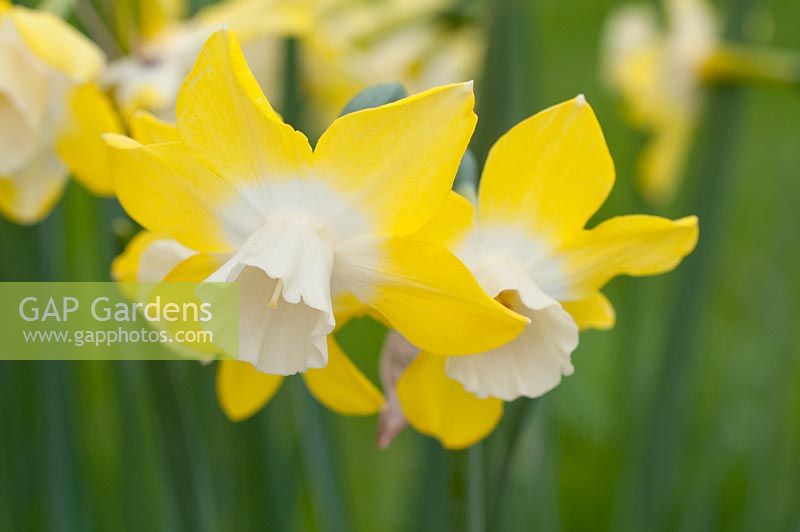 Narcisse 'Pipit' - Jonquilles au printemps