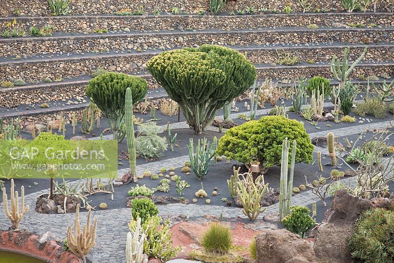 Euphorbia candelabrum en fleur - El Jardin de Cactus, Lanzarote, Îles Canaries