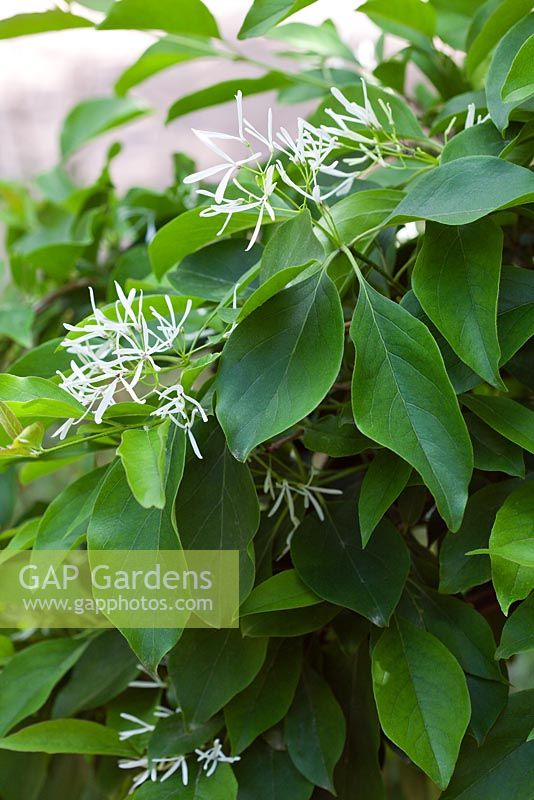 Chionanthus retusus floraison au printemps