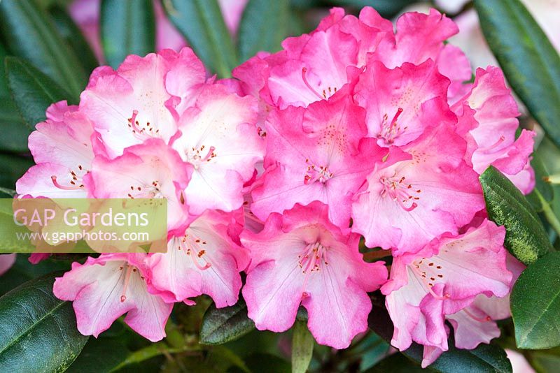 Rhododendron 'Fantastica' fleurissant au printemps