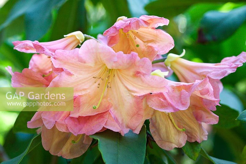 Rhododendron 'Bach Choir' fleurit au printemps