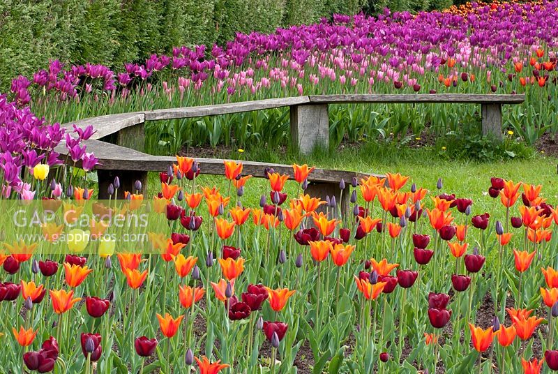 Festival des tulipes à RHS Harlow Carr, Yorkshire, UK - Vue d'orange, rose rouge et rose foncé des tulipes avec banc en bois semi-circulaire.
