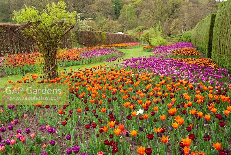 Festival des tulipes à RHS Harlow Carr, Yorkshire, UK - Vue d'orange, rose rouge et rose foncé des bandes de tulipes.