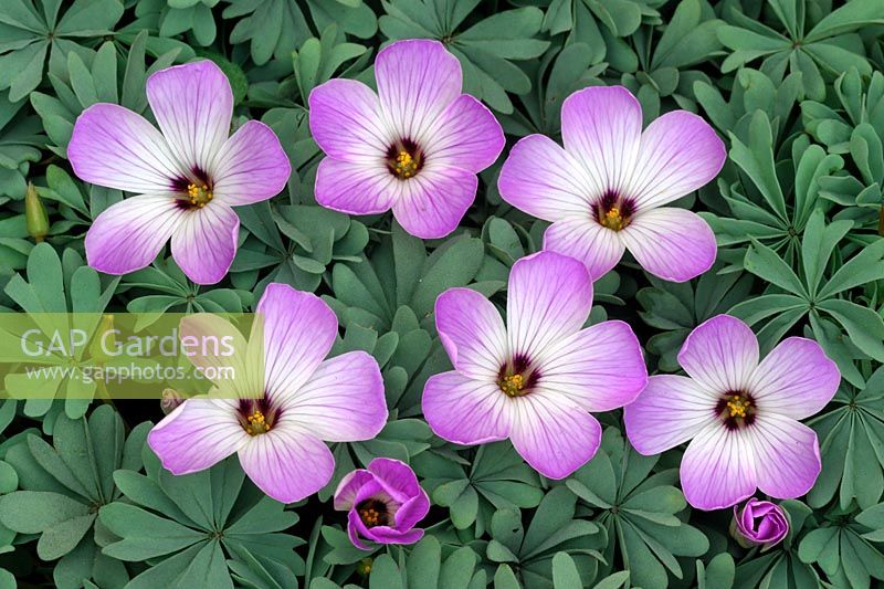 Oxalis adenophylla