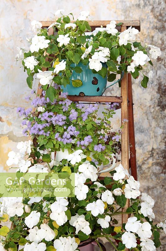 Impatiens walleriana - Fleurs blanches occupées de Lizzie Impatiens et Ageratum houstonianum 'Leilani Blue' sur socle en bois