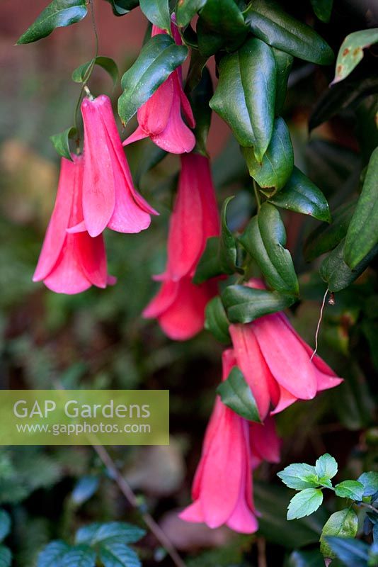 Lapageria 'Rosea'