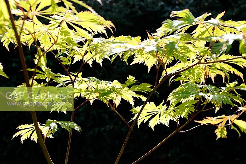 Acer tree rétroéclairé contre une clôture de jardin, Norfolk, Angleterre, juin