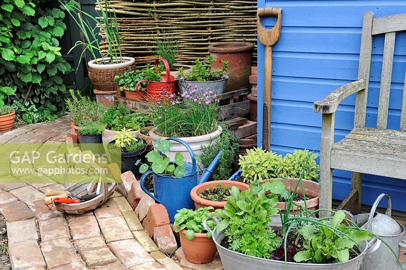 Coin jardin avec chemin de briques récupérées et cabanon bleu, avec des herbes en pot et des légumes à salade, Norfolk, Angleterre, mai
