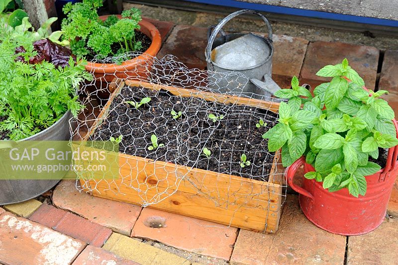 Jardinage en pot, plants de laitue plantés dans une boîte en bois, recouvert de grillage pour la protection contre les oiseaux, Norfolk, Angleterre, mai