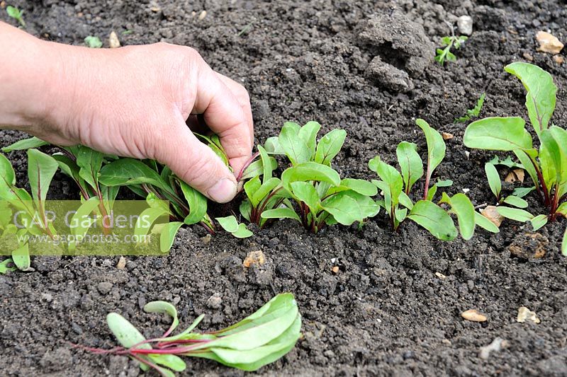 Les jardiniers amincissement des semis de betteraves rouges, pour une meilleure récolte, Norfolk, Angleterre, mai