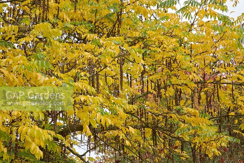 Pterocarya fraxinifolia en automne - Ptérocaryer du Caucase