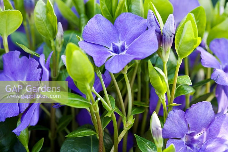 Fleurs bleu pâle de Vinca minor 'La Grave'