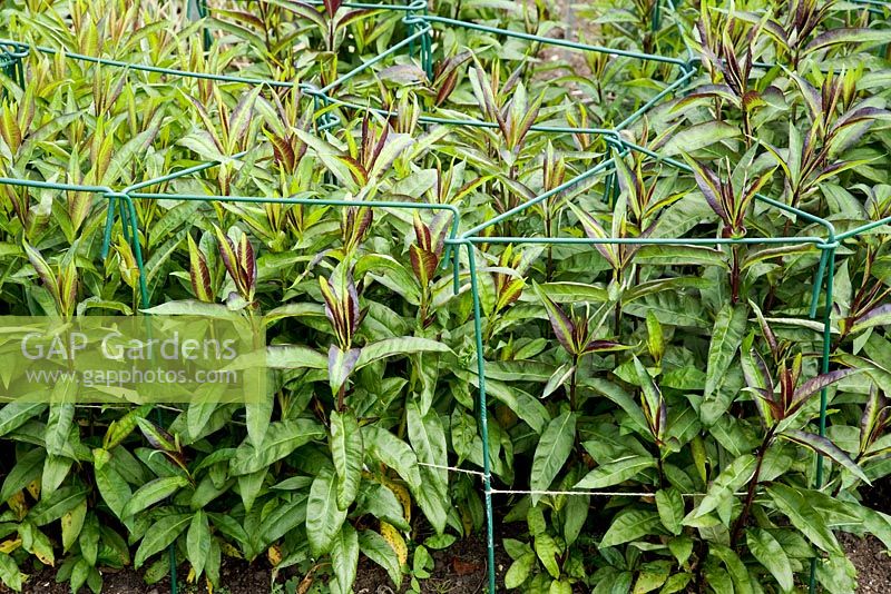 Supports de plantes vertes en plastique pour Phlox paniculata 'Starfire' au printemps, dans le parterre de fleurs herbacées de RHS Wisley