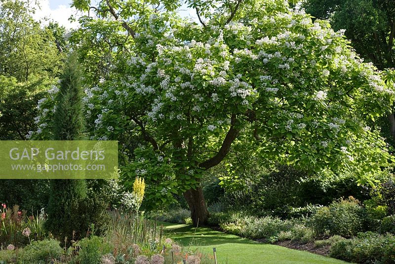 Catalpa bignonioides fleurit en juillet au Savill Garden, Windsor Great Park