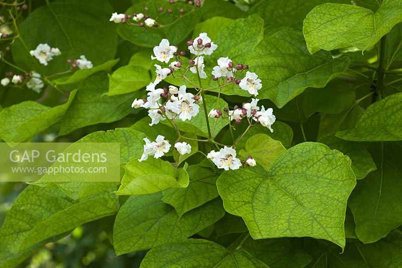 Fleurs blanches de Catalpa bignonioides en été - Indian Bean Tree