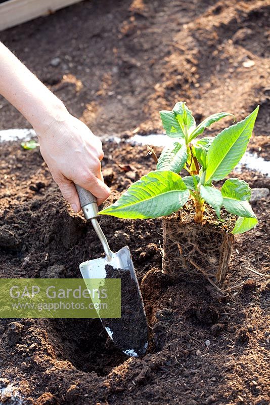 Planter un parterre de fleurs herbacées - faire un trou pour planter des plantes vivaces herbacées