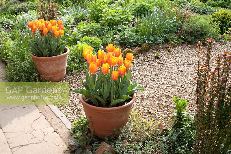 Tulipa 'Princess Irene' dans des pots en terre cuite sur chemin de gravier à 'The Croft', Flore, Northamptonshire. Le jardin est ouvert pour le National Garden Scheme