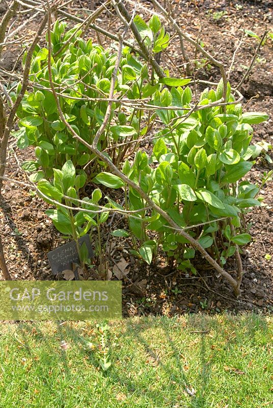 Clematis integrifolia 'Rosea' - nouvelle croissance au printemps avec support de rameaux et de ficelles