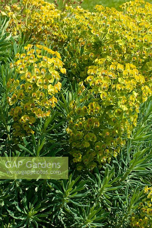 Euphorbia characias