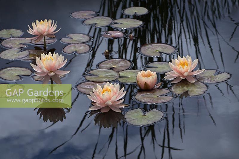 Nénuphar, Nymphaea, 'Pamplemousse rose'