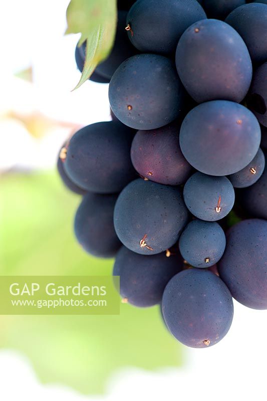 Grape Nero d ' Avola - Variété de raisin de Sicile