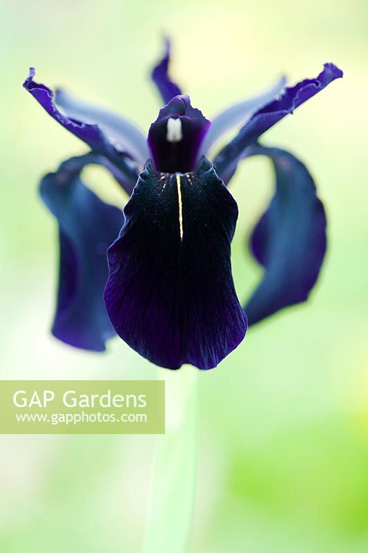 Iris chrysographes - Iris de veine d'or noir