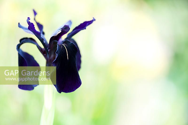 Iris chrysographes - Iris de veine d'or noir