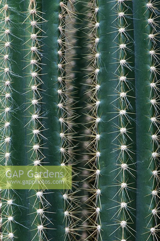 Pilosocereus Robinii - Cactus arbre clé