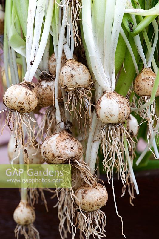 Endymion hispanicus - Dug up bulbes de jacinthe des bois espagnols