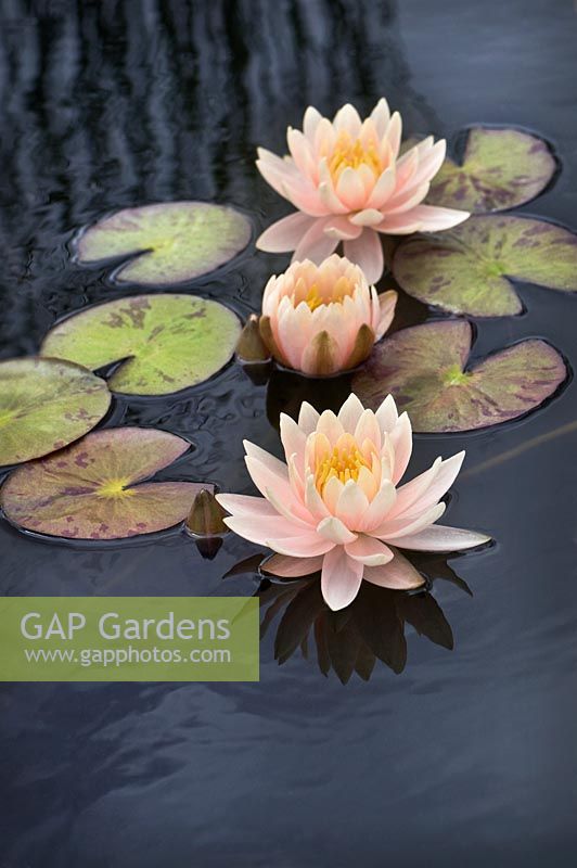 Nymphaea 'Pamplemousse rose'