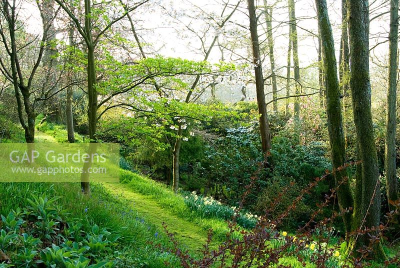 Chemin surélevé vers le jardin boisé à travers l'herbe parsemée de violettes et de jacinthes. Chiffchaffs, nr Bourton, Dorset, Royaume-Uni