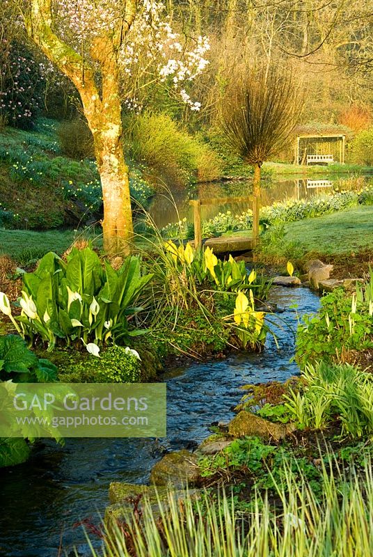 Le soleil du petit matin illumine le ruisseau qui relie une séquence de grands étangs bordés de plantes qui aiment l'humidité, notamment Astilbes, Ligularias, Iris, Lysichiton americanus jaune et blanc L. camtschatcensis - Marwood Hill Gardens, Barnstaple, Devon, UK