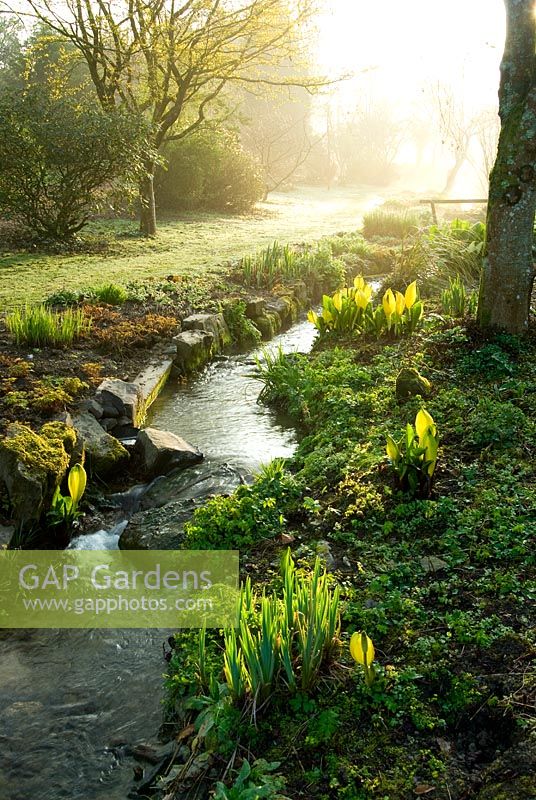 Le soleil du petit matin illumine le ruisseau qui relie une séquence de grands étangs bordés de plantes qui aiment l'humidité, notamment Astilbes, Ligularias et Lysichiton americanus. Jardins de Marwood Hill, Barnstaple, Devon, UK