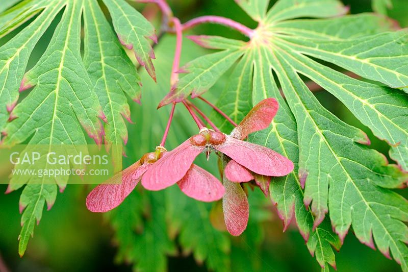 Acer japonica, feuilles et clés, Norfolk, Angleterre, juin