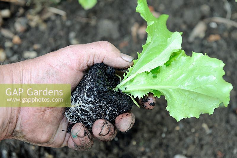 Gardeners Hand holding young Lactuca - Laitue 'Webbs Wonderful' - cellule cultivée montrant un système racinaire sain, Norfolk, Angleterre, juin