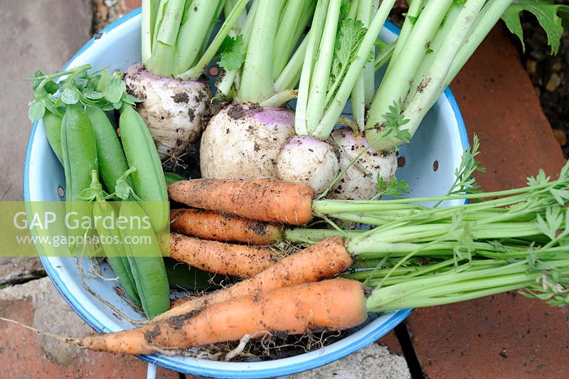 Passoire avec petite récolte de cultures au début de l'été - navet blanc, pois et carottes, Norfolk, Angleterre, juin