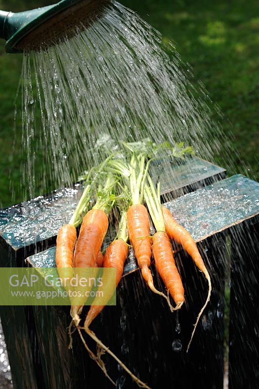 Économie d'eau - lavage des carottes avec de l'eau de pluie de l'arrosage des fesses, Norfolk, Angleterre, juin