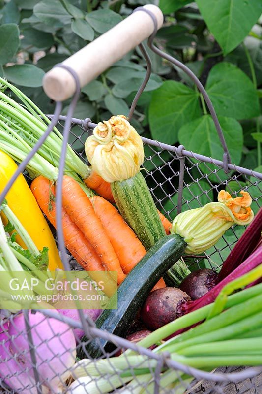 Petit fil de légumes - navet blanc, carotte, betterave, courgette et oignon de printemps, Norfolk, Angleterre, juillet