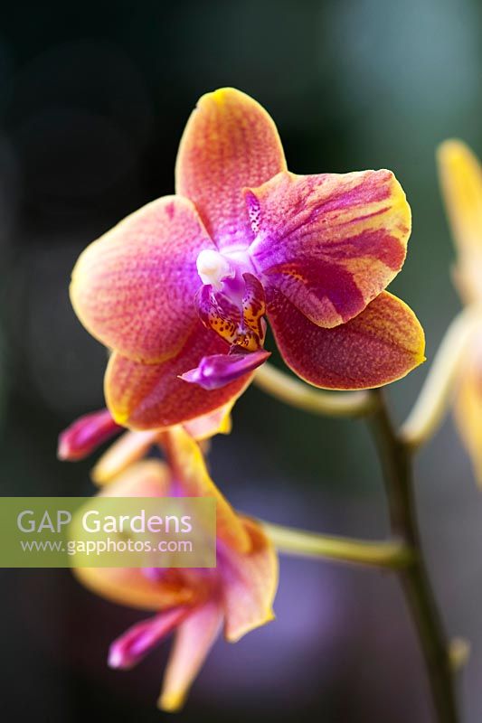 Phalaenopsis magical gx flower - Orchidées papillon