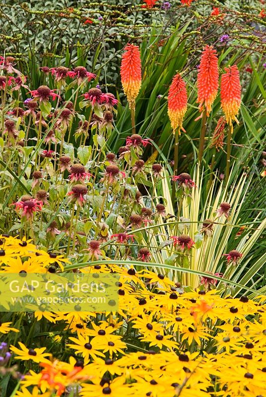 Cordyline panaché parmi Kniphofias, Rudbeckias, Monarda et autres plantes aux couleurs vives. Poppy Cottage Garden, péninsule de Roseland, Cornwall, UK